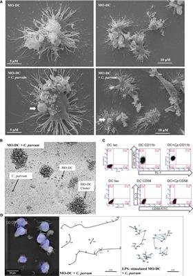 Human dendritic cell interactions with the zoonotic parasite Cryptosporidium parvum result in activation and maturation